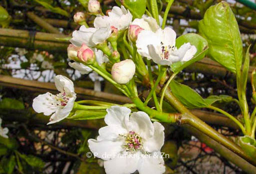 Pyrus calleryana ‘Chanticleer’