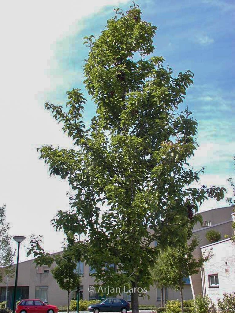 Pyrus calleryana ‘Redspire’