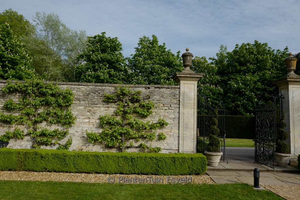 Pyrus communis ‘Conference’