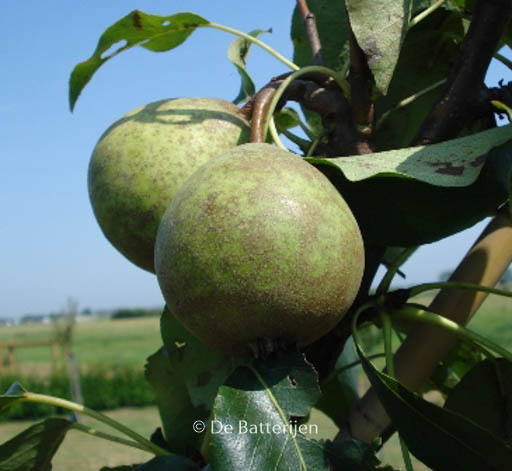 Pyrus communis ‘Kleipeer’