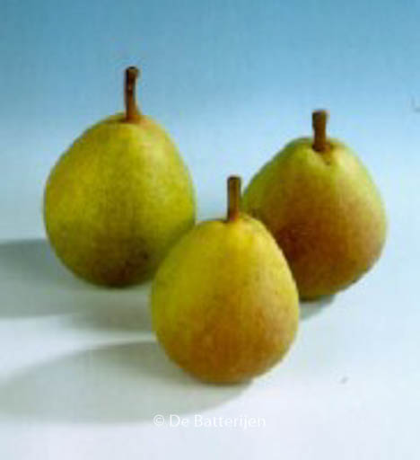 Pyrus communis ‘Kruidenierspeer’