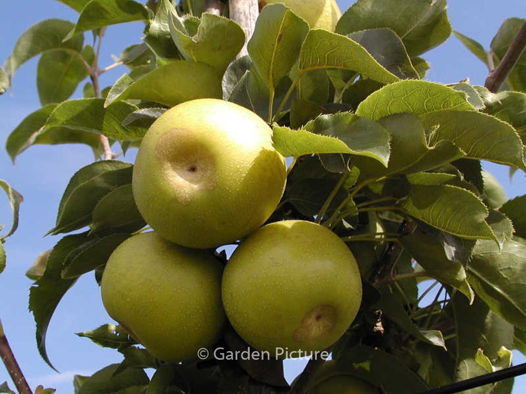 Pyrus pyrifolia ‘Nijisseiki’