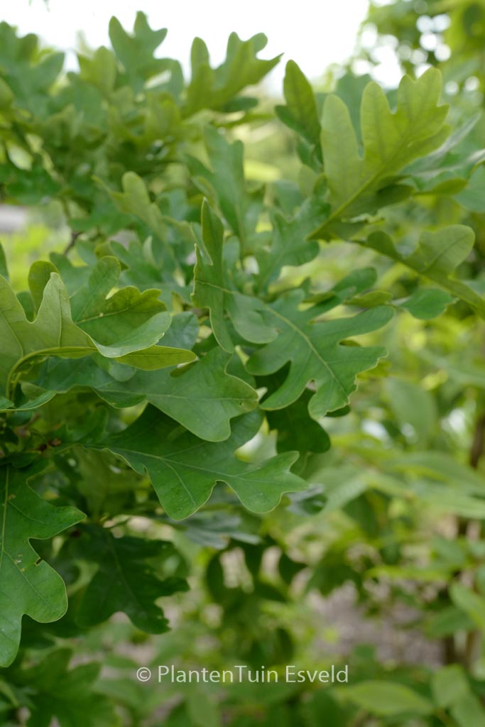 Quercus bimundorum ‘Crimschmidt’ (CRIMSON SPIRE)
