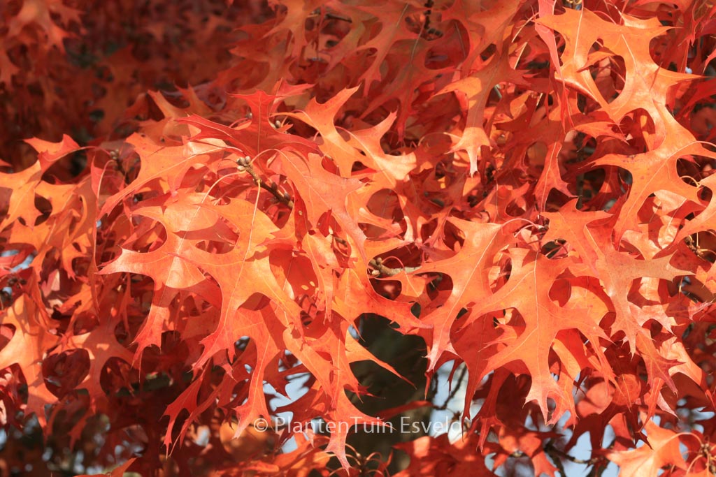 Quercus coccinea