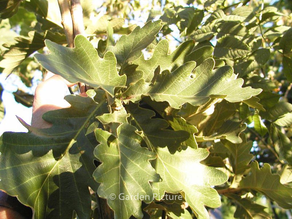Quercus dentata ‘Carl Ferris Miller’