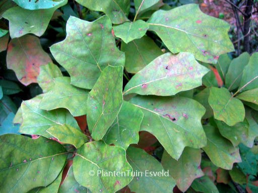 Quercus ilicifolia ‘Tromp Ball’