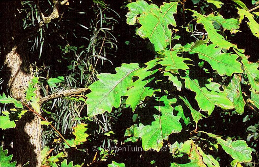 Quercus macrocarpa