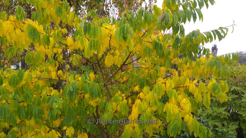 Rhamnella franguloides