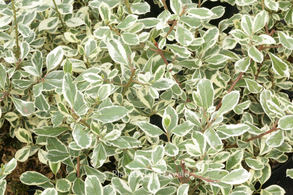 Rhamnus alaternus ‘Argenteovariegatus’