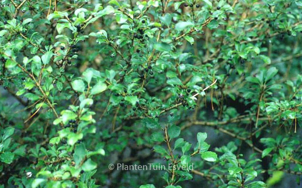 Rhamnus taquetii