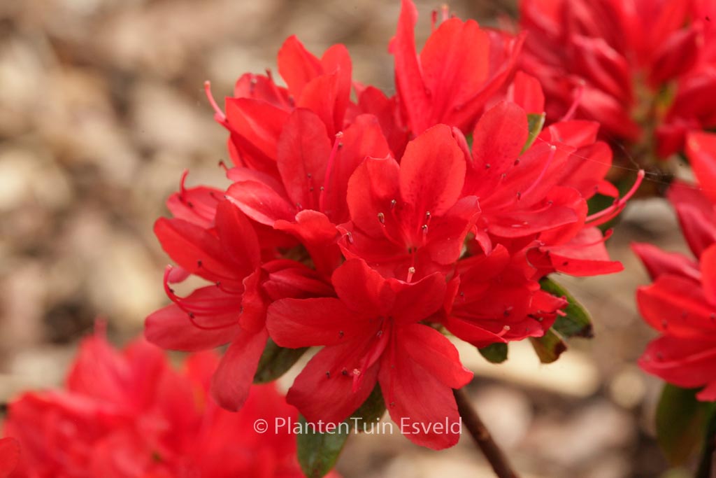 Rhododendron ‘Addy Wery’ (Azalea)