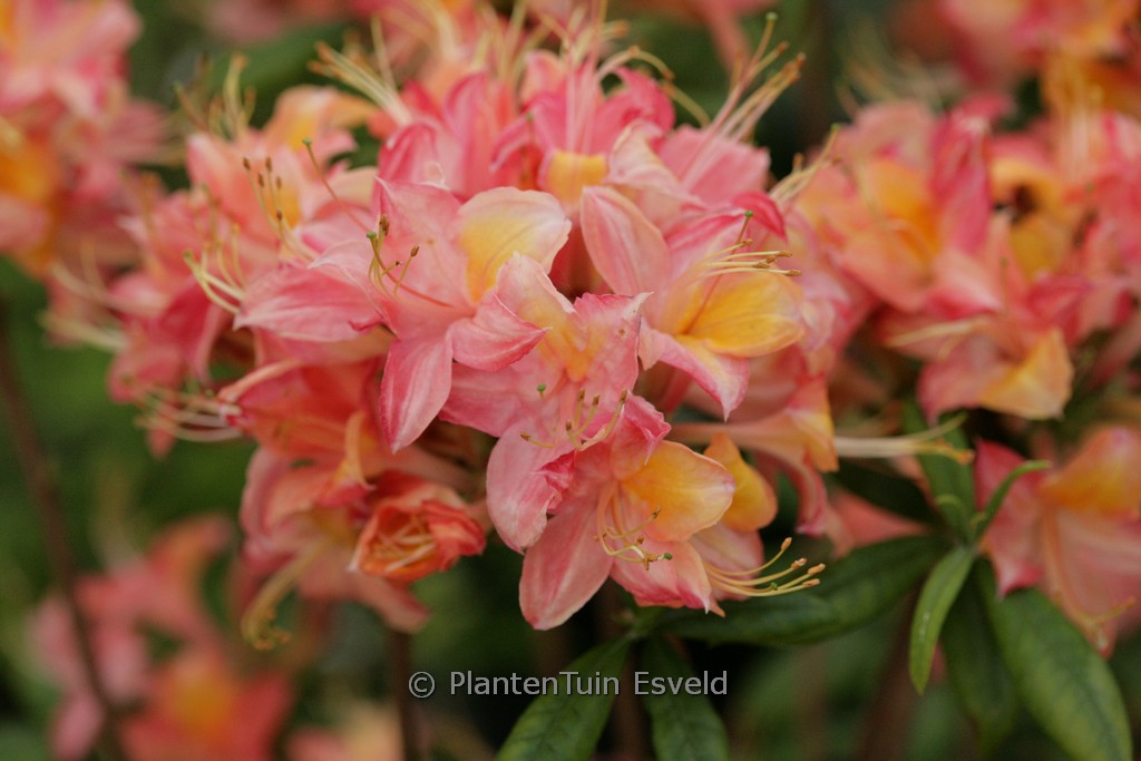 Rhododendron ‘Admiraal de Ruyter’ (Azalea)