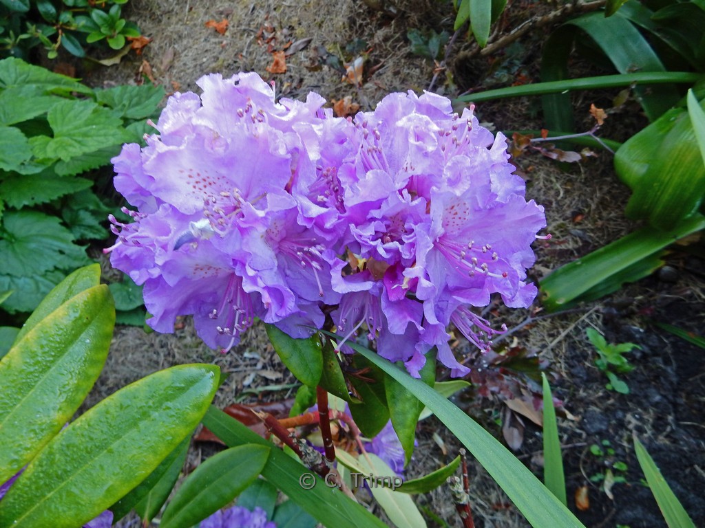 Rhododendron ‘Alfred’