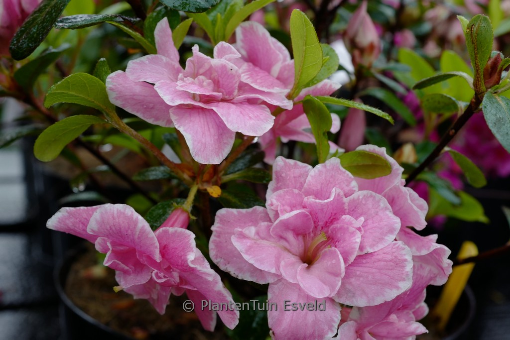 Rhododendron ‘Alina’ (Azalea)