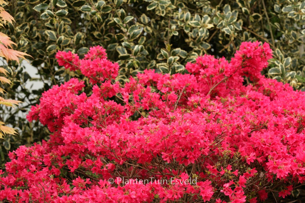 Rhododendron ‘Apotheose’ (Azalea)