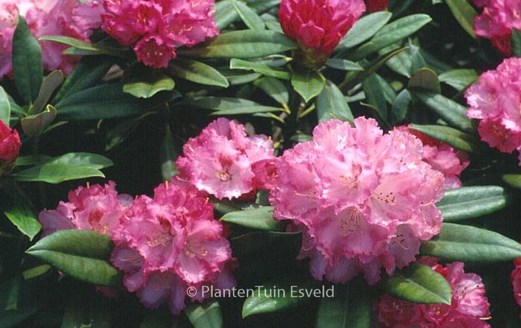 Rhododendron ‘Arabella’