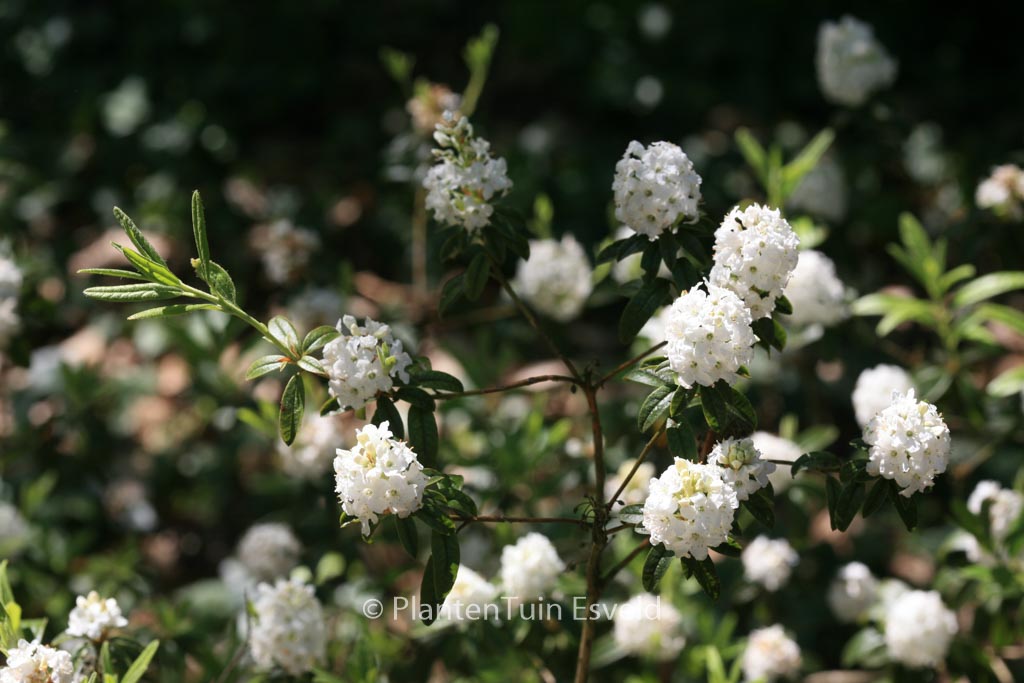 Rhododendron ‘Arctic Tern’