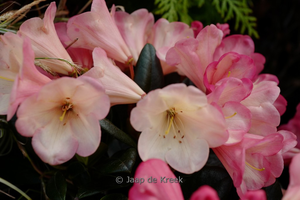 Rhododendron ‘Barbarella’