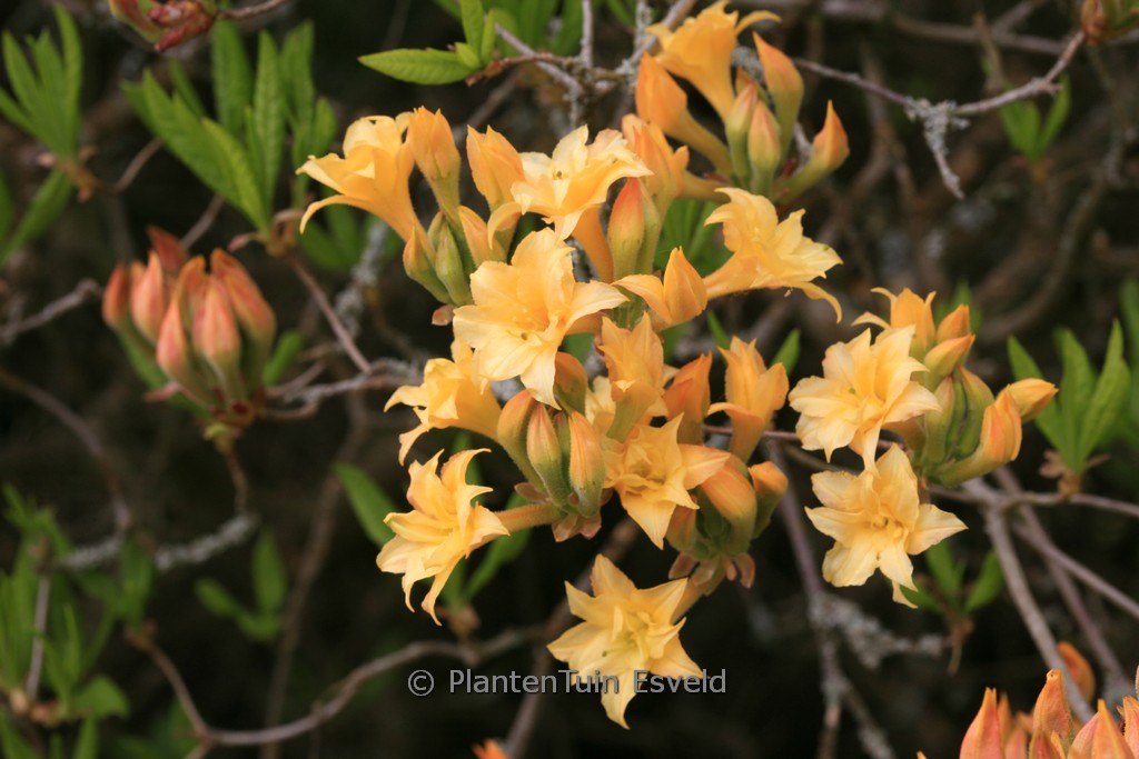 Rhododendron ‘Bartholo Lazzari’ (Azalea)