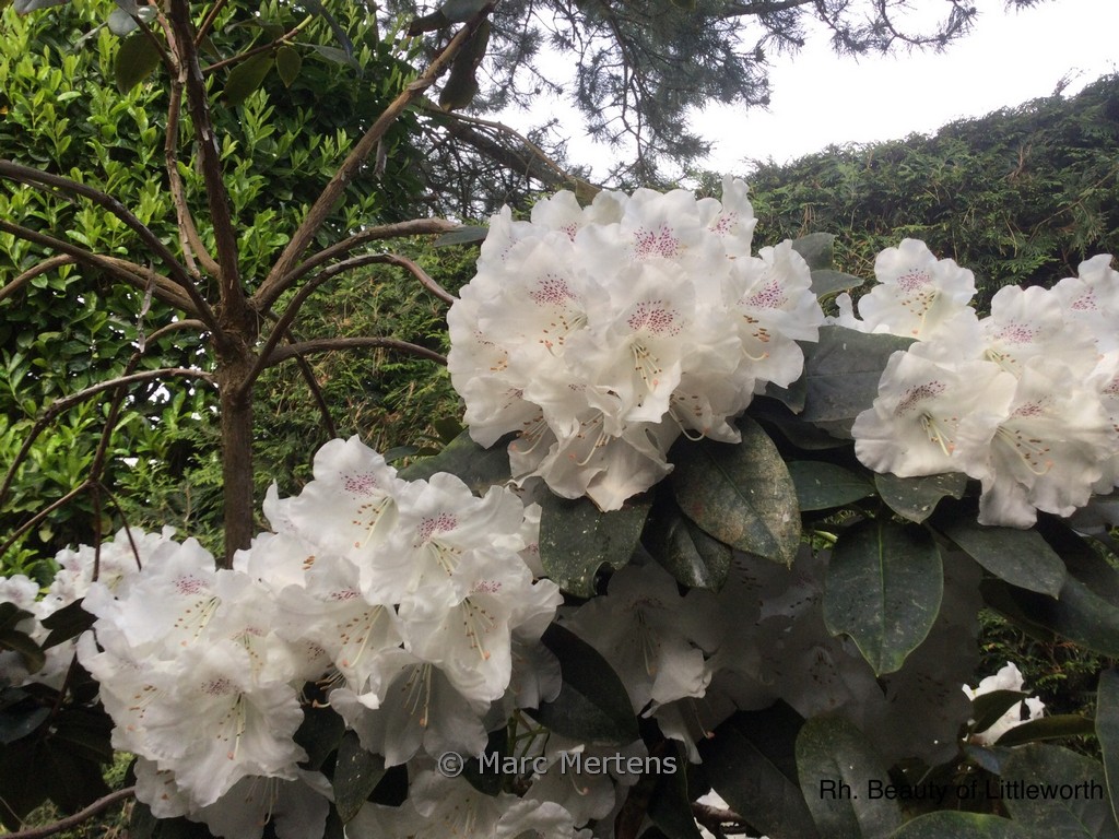 Rhododendron ‘Beauty of Littleworth’