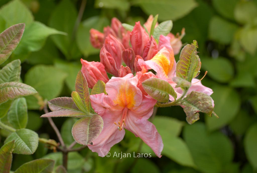 Rhododendron ‘Berryrose’ (Azalea)