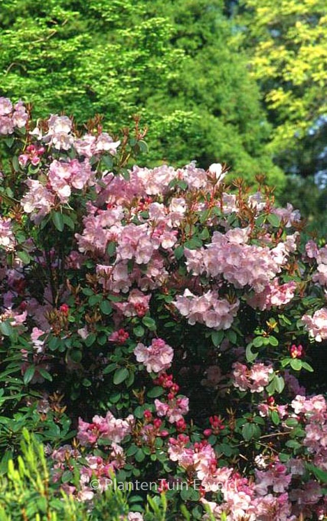 Rhododendron ‘Bow Bells’
