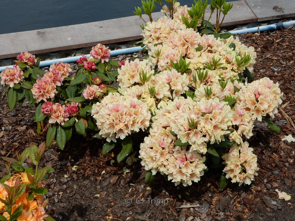 Rhododendron ‘Brasilia’