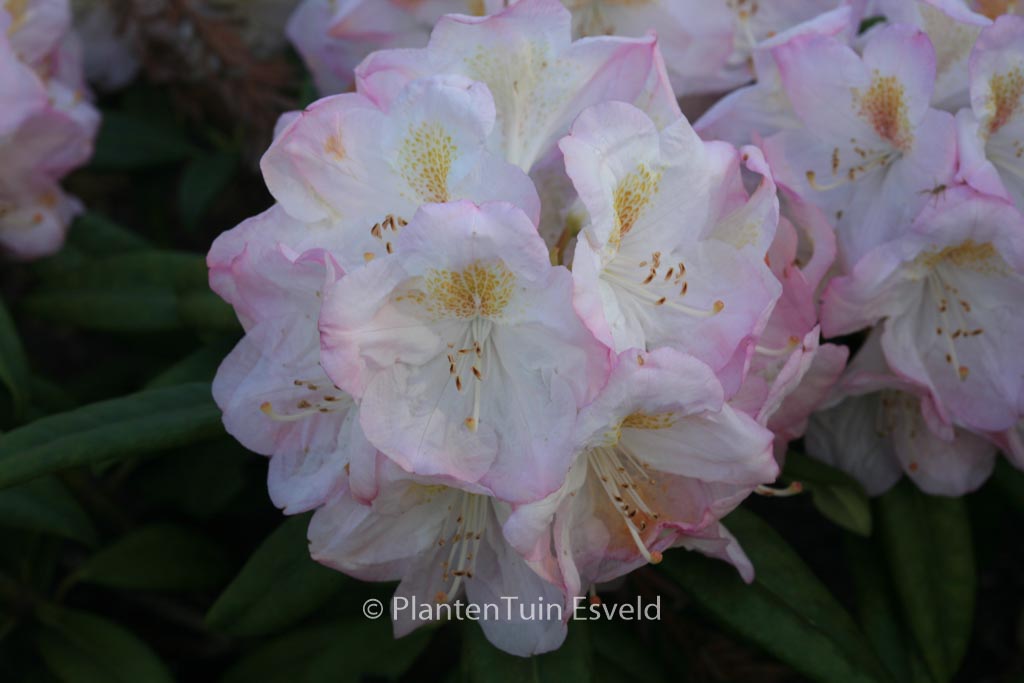 Rhododendron ‘Brigitte’