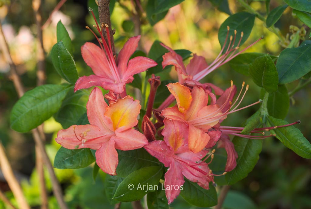 Rhododendron ‘Cardinal’ (Azalea)