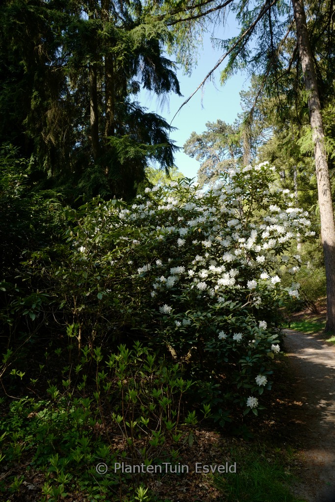 Rhododendron ‘Catawbiense Album’