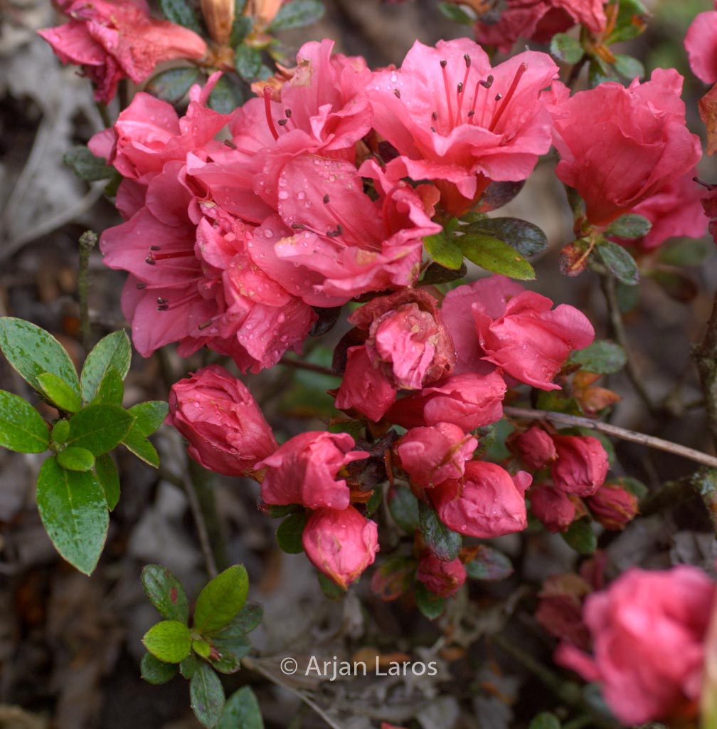 Rhododendron ‘Chipmunk’ (Azalea)