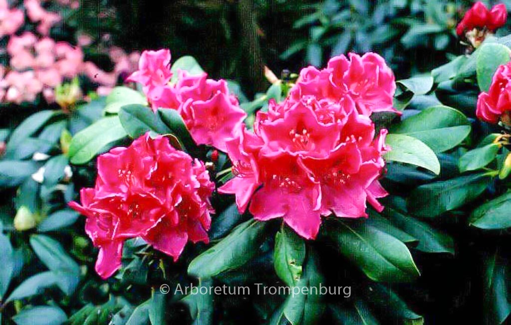 Rhododendron ‘Claudine’