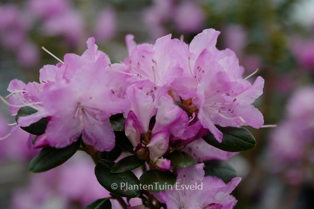 Rhododendron ‘Conewago’