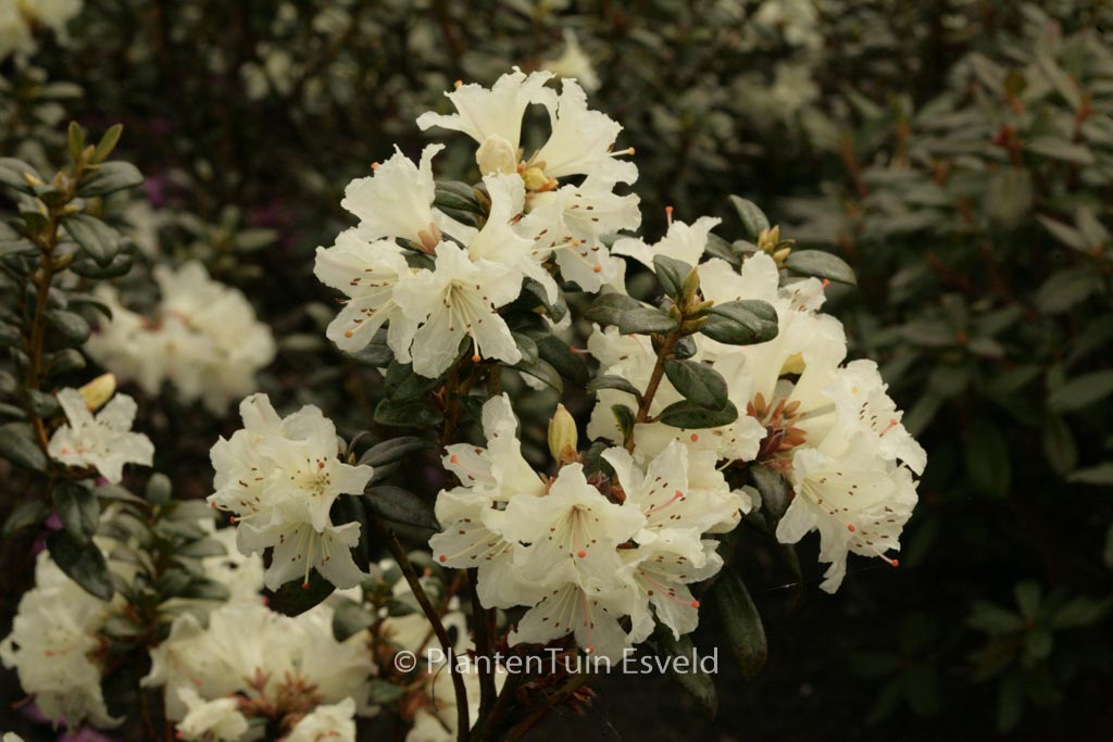 Rhododendron ‘Cream Crest’