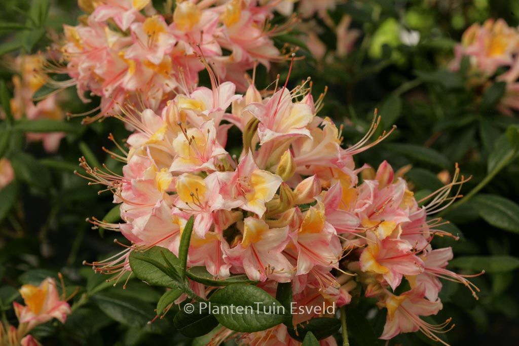 Rhododendron ‘Delicata’ (Azalea)