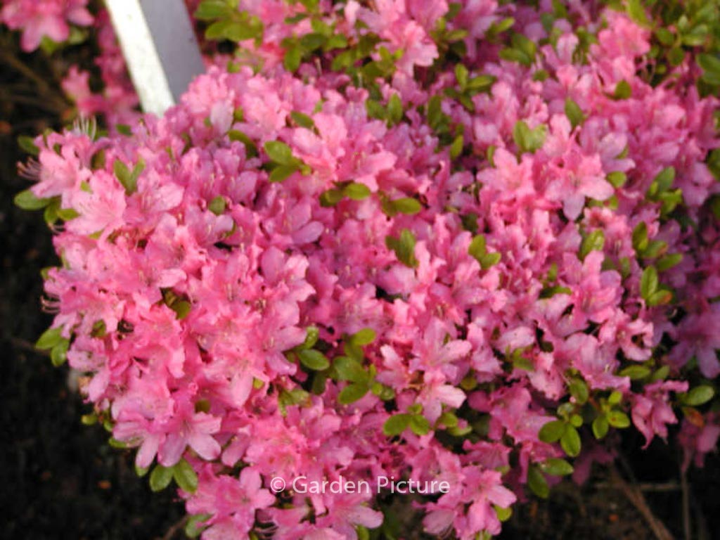 Rhododendron ‘Diamant Rose’ (Azalea)