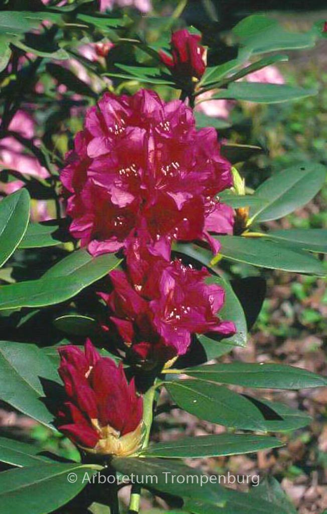 Rhododendron ‘Dr. H.C. Dresselhuys’