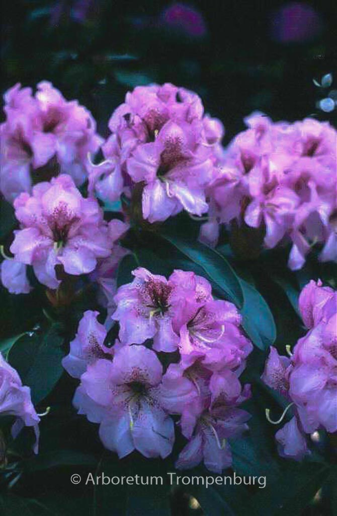 Rhododendron ‘Duftauge’