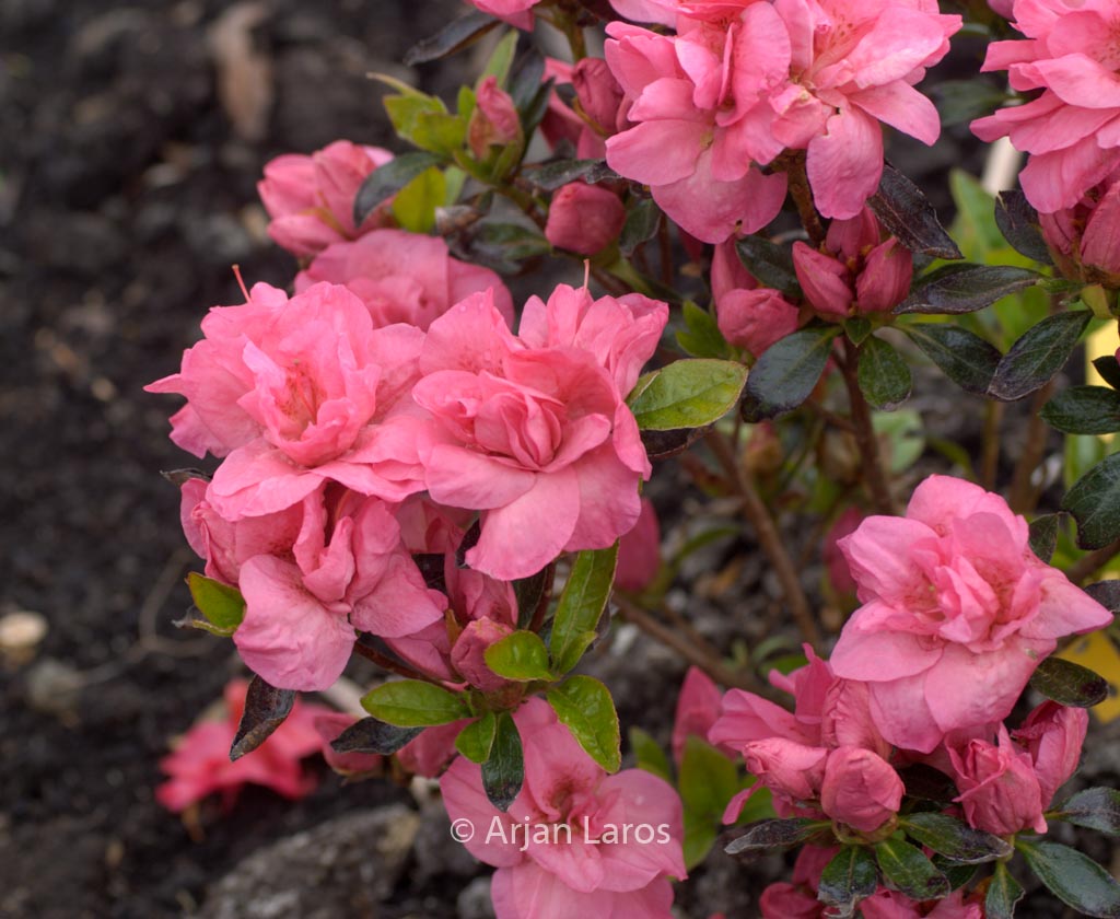 Rhododendron ‘Edna Bee’ (Azalea)