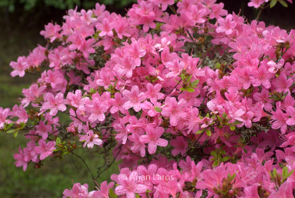 Rhododendron ‘Esmeralda’ (Azalea)