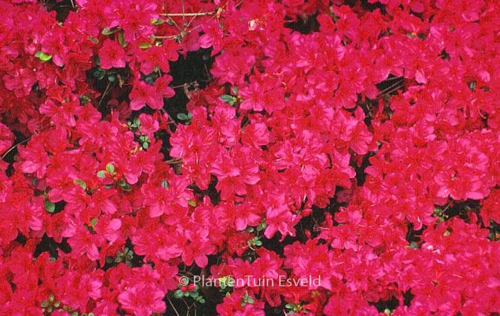 Rhododendron ‘Gabriele’ (Azalea)