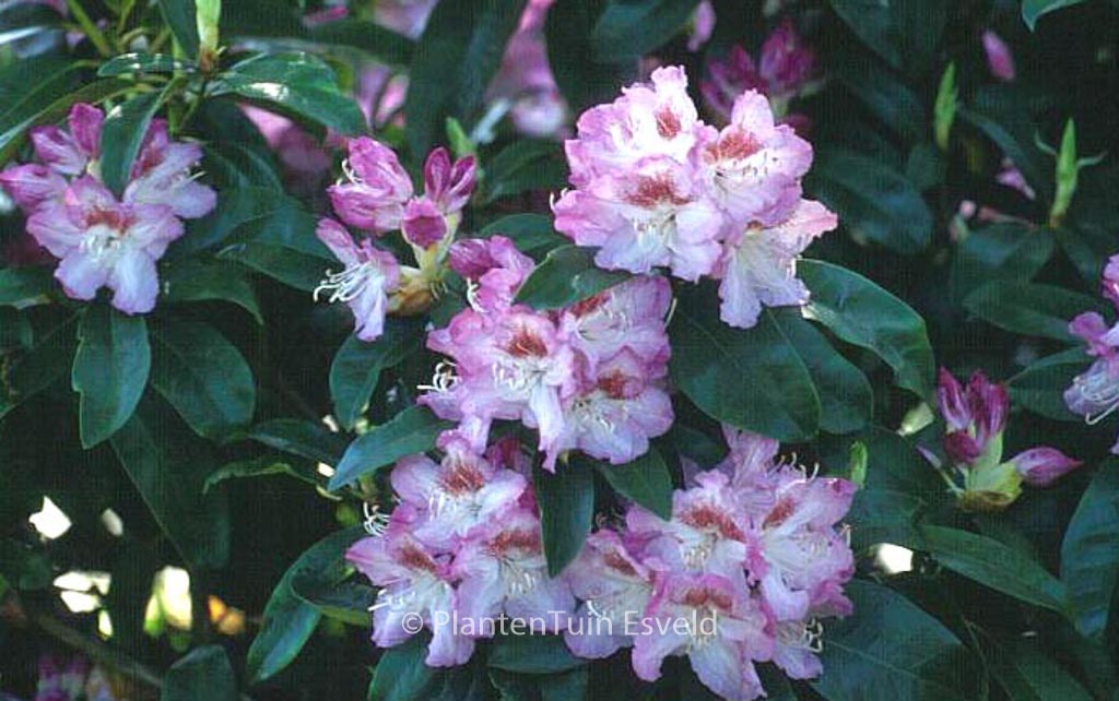 Rhododendron ‘Gabriele Liebig’