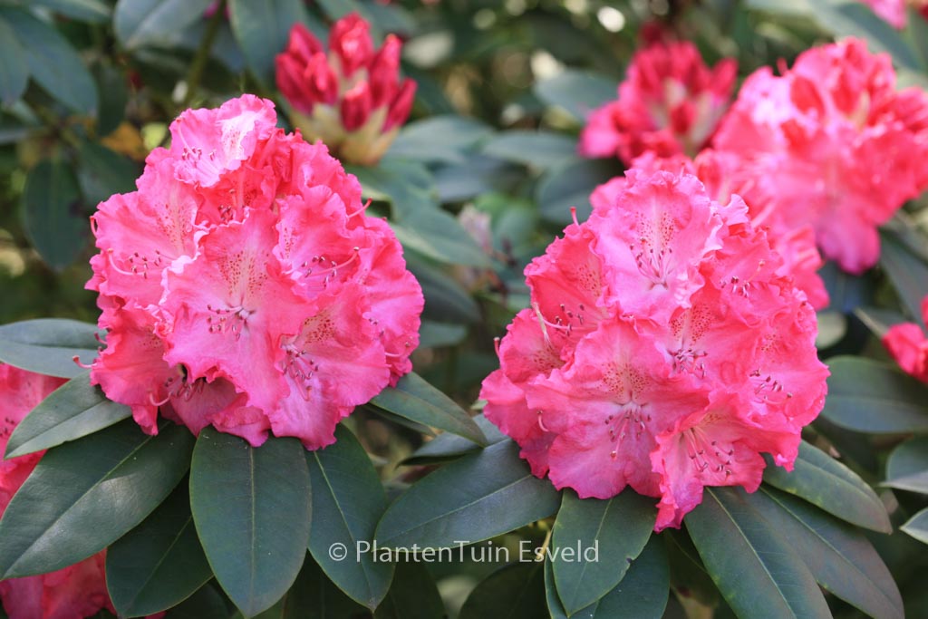 Rhododendron ‘Germania’