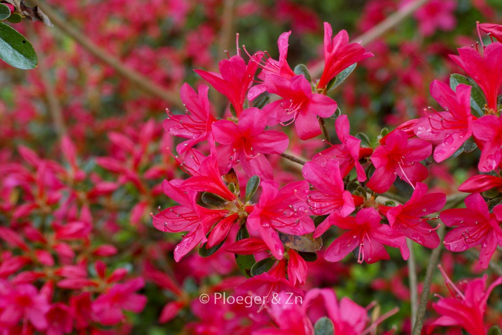 Rhododendron ‘Girard’s Unsurpassable’ (Azalea