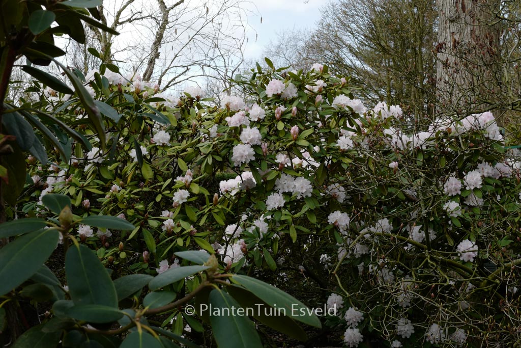 Rhododendron ‘Glennyanum’
