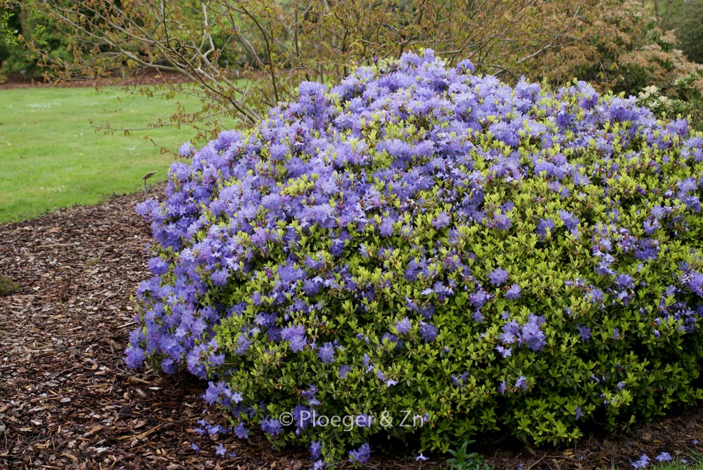 Rhododendron ‘Gletschernacht’