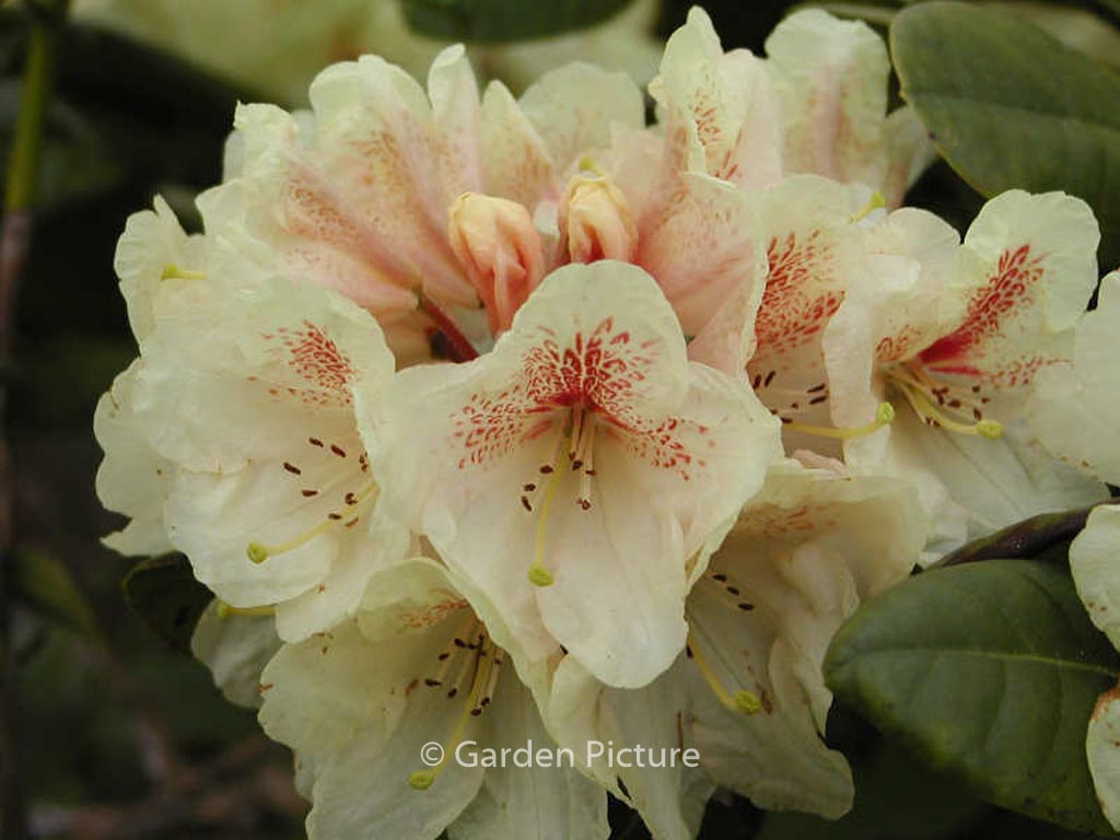 Rhododendron ‘Goldbukett’