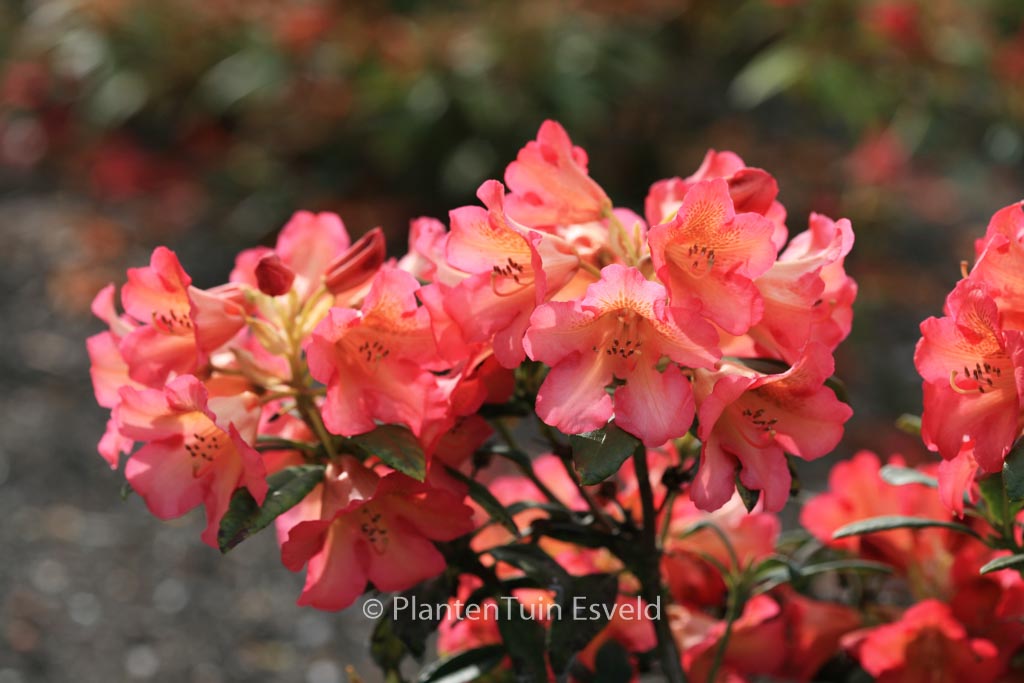 Rhododendron ‘Golden Gate’