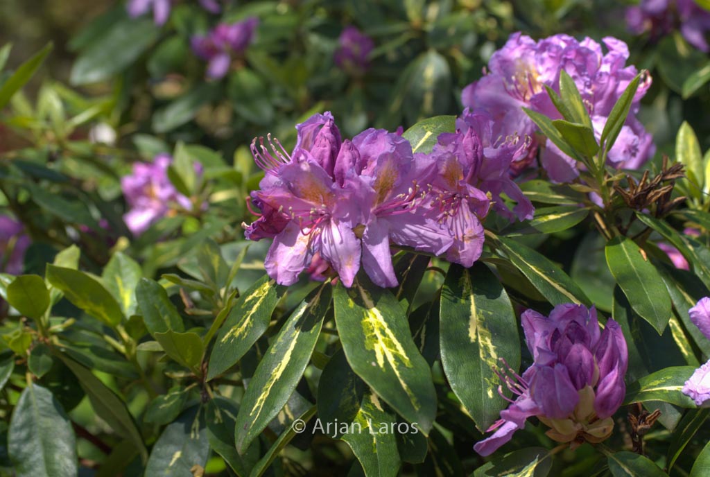 Rhododendron ‘Goldflimmer’