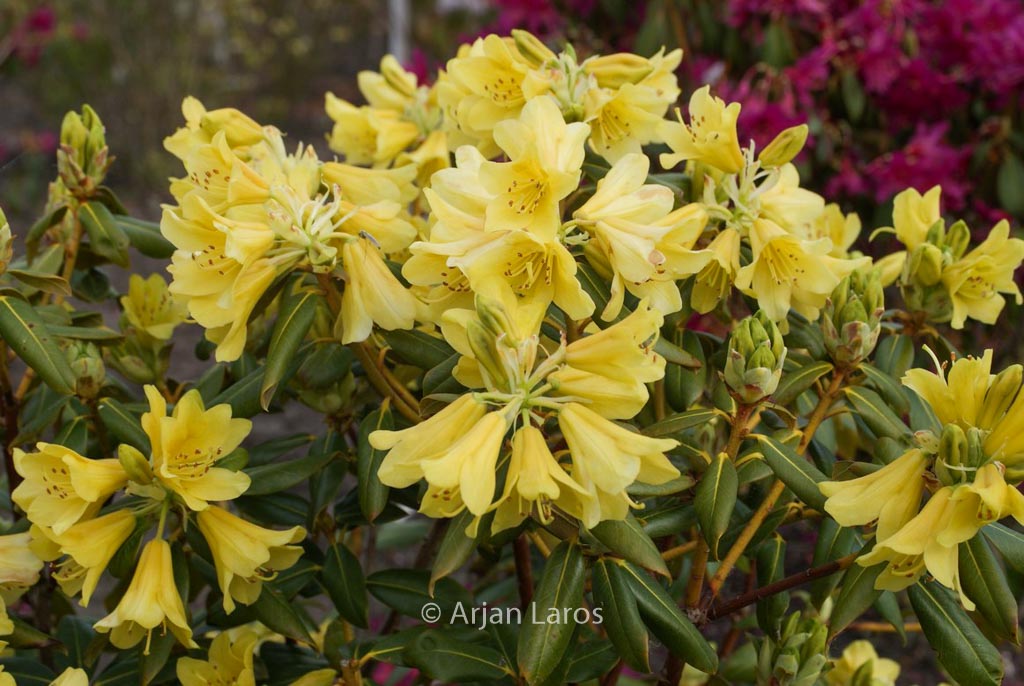 Rhododendron ‘Goldstrike’